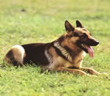 Adestramento de cães no Mandaqui