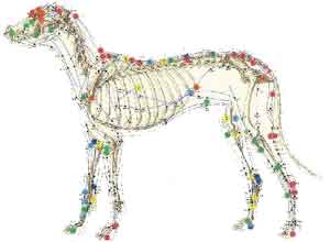 Acupuntura Veterinária no Mandaqui