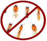 descupinizacao-no-Mandaqui