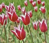 Floricultura no Mandaqui